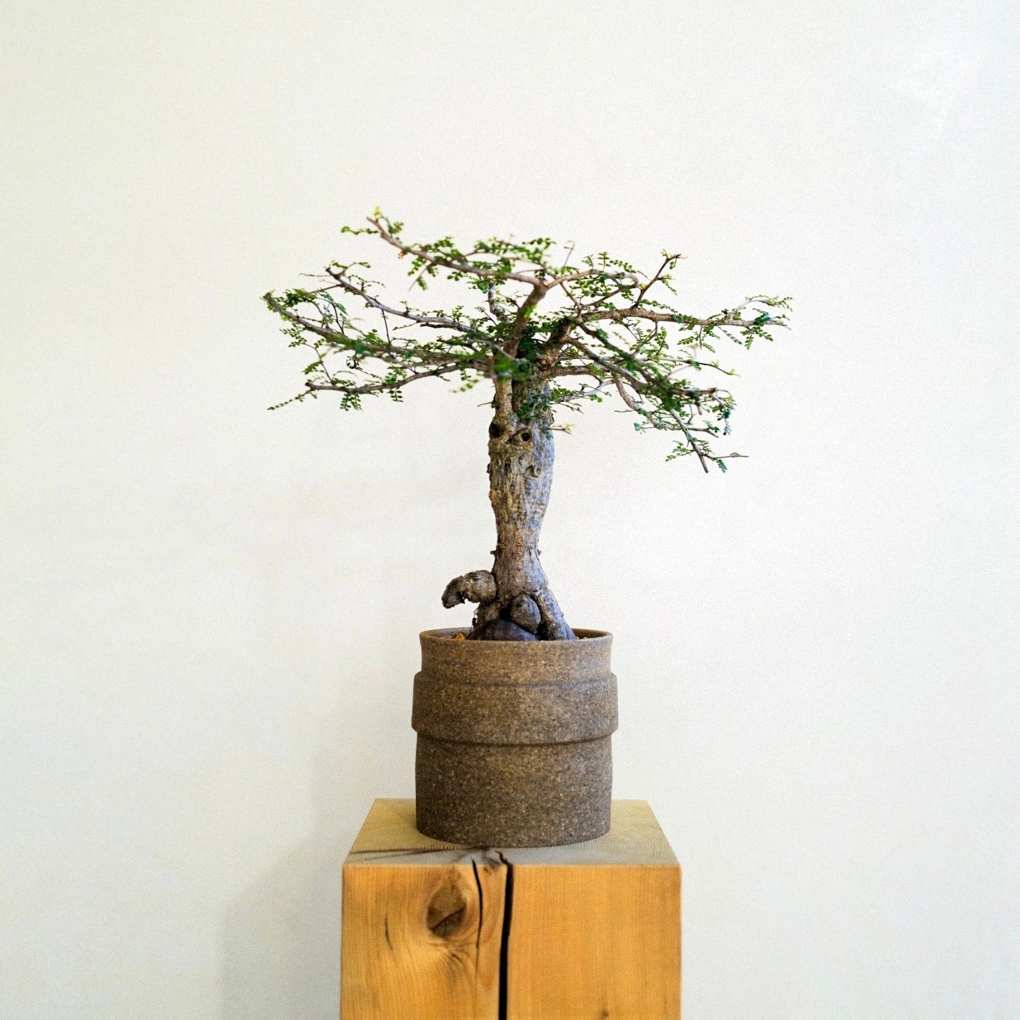 ICHI GALLERY × KAKUSEN-EN ORIGINAL POT 凸凹 (イチギャラリー × 鶴仙園 オリジナルポット DECOBOCO) | 植木鉢 多肉植物 サボテン 限定