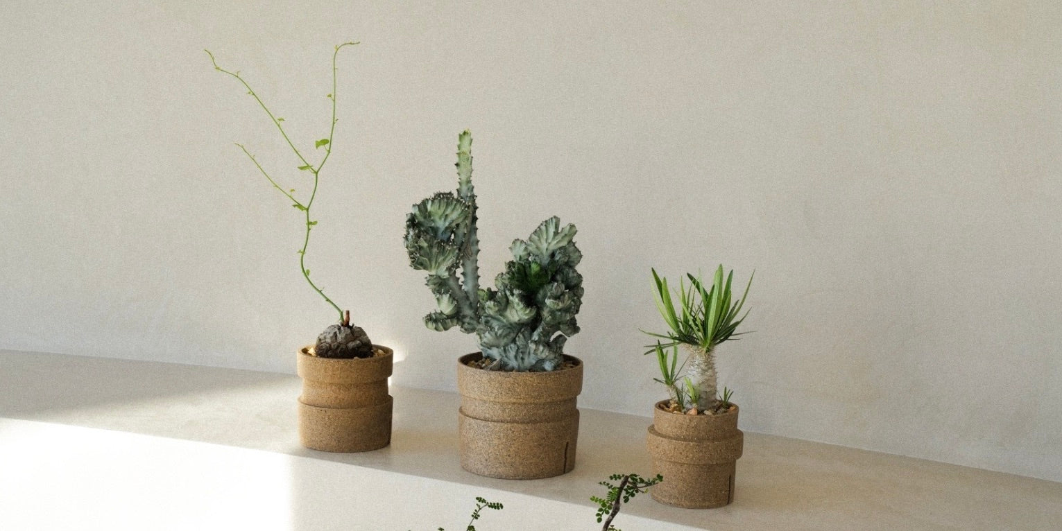 ICHI GALLERY × KAKUSEN-EN ORIGINAL POT 凸凹 (イチギャラリー × 鶴仙園 オリジナルポット DECOBOCO) | 植木鉢 多肉植物 サボテン 限定