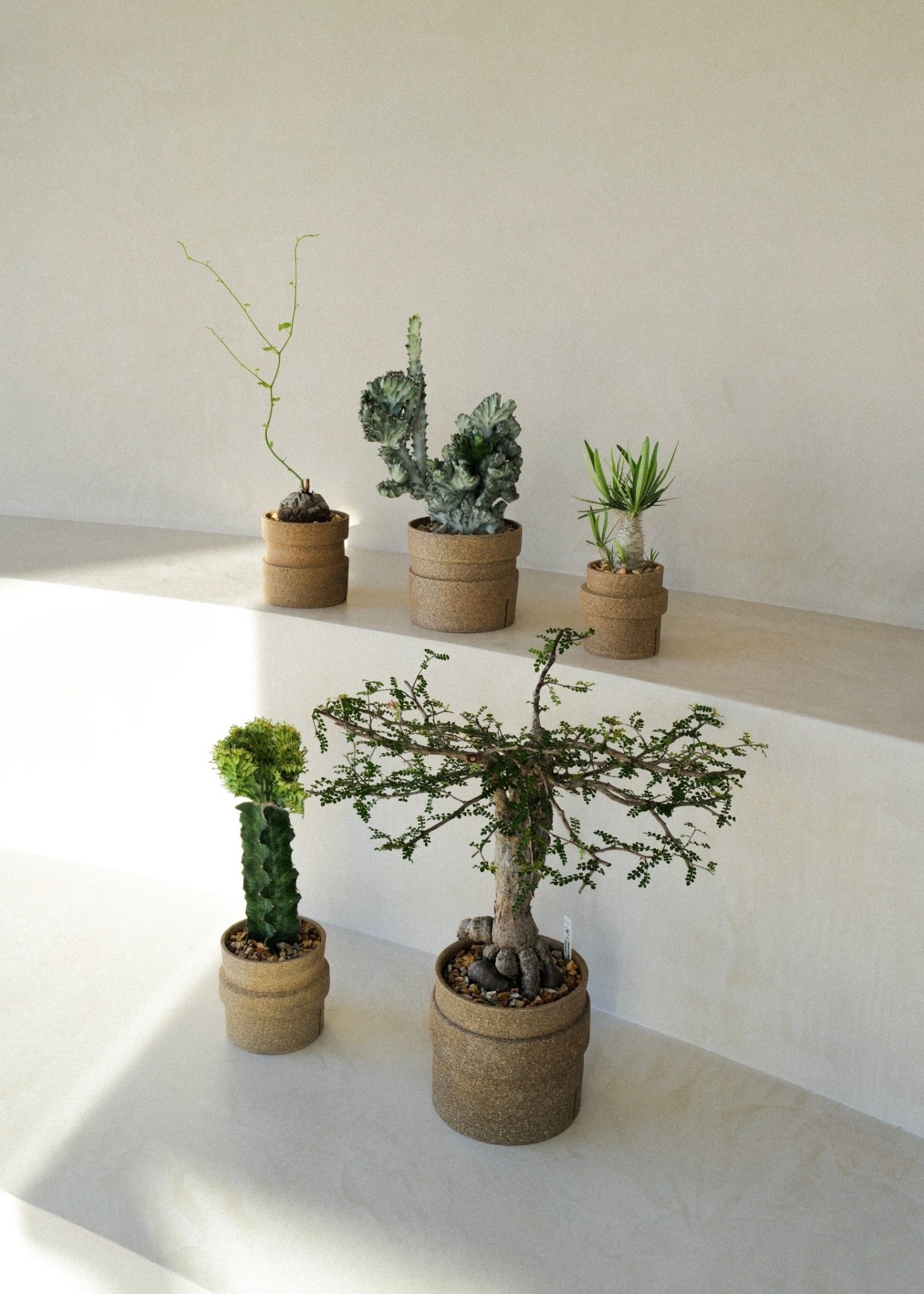 ICHI GALLERY × KAKUSEN-EN ORIGINAL POT 凸凹 (イチギャラリー × 鶴仙園 オリジナルポット DECOBOCO) | 植木鉢 多肉植物 サボテン 限定