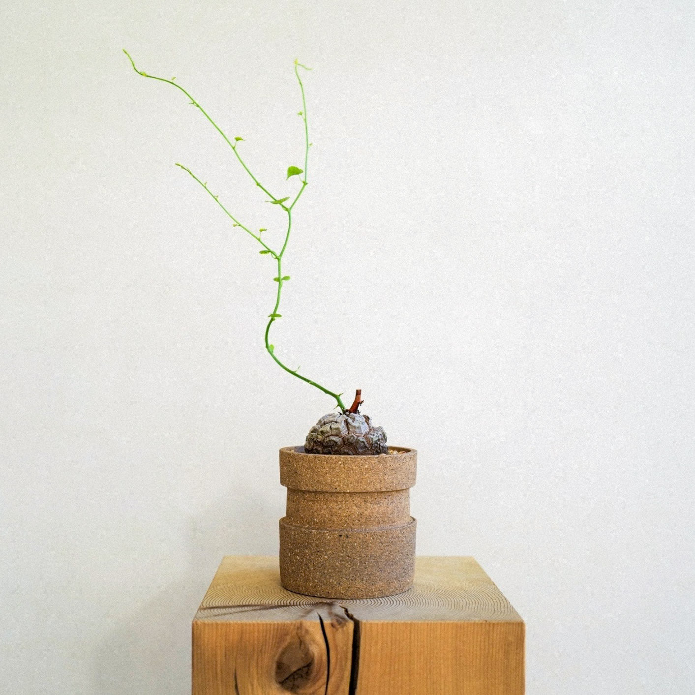 ICHI GALLERY × KAKUSEN-EN ORIGINAL POT DECOBOCO 凸凹 (イチギャラリー×鶴仙園 オリジナルポット) | 植木鉢 多肉植物 サボテン
