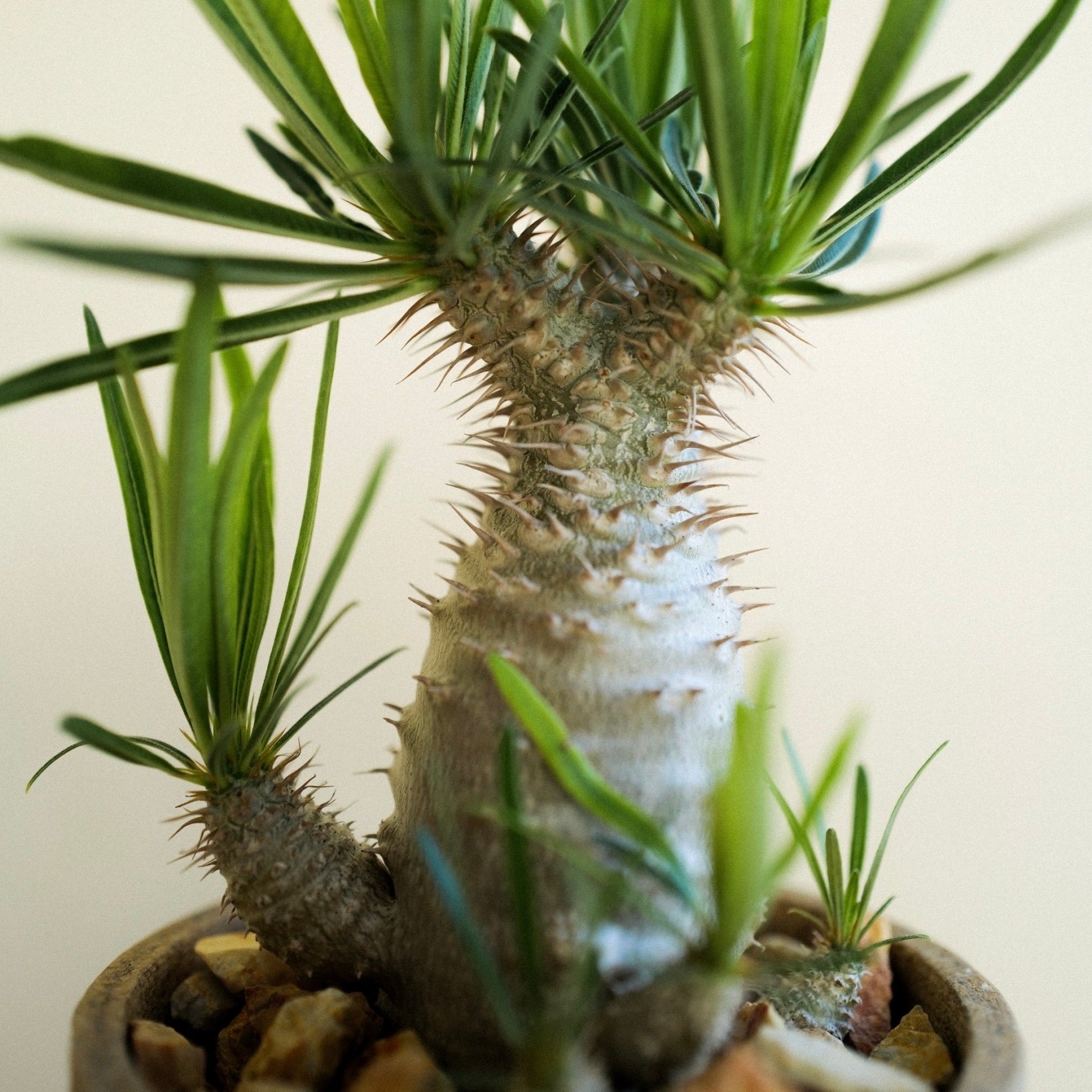 ICHI GALLERY × KAKUSEN-EN ORIGINAL POT 凸凹 (イチギャラリー × 鶴仙園 オリジナルポット DECOBOCO) | 植木鉢 多肉植物 サボテン 限定