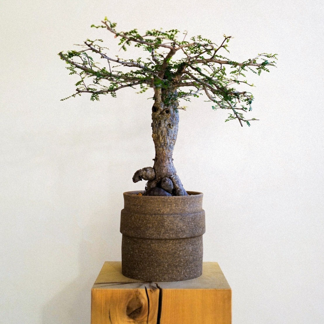 ICHI GALLERY × KAKUSEN-EN ORIGINAL POT DECOBOCO 凸凹 (イチギャラリー×鶴仙園 オリジナルポット) | 植木鉢 多肉植物 サボテン