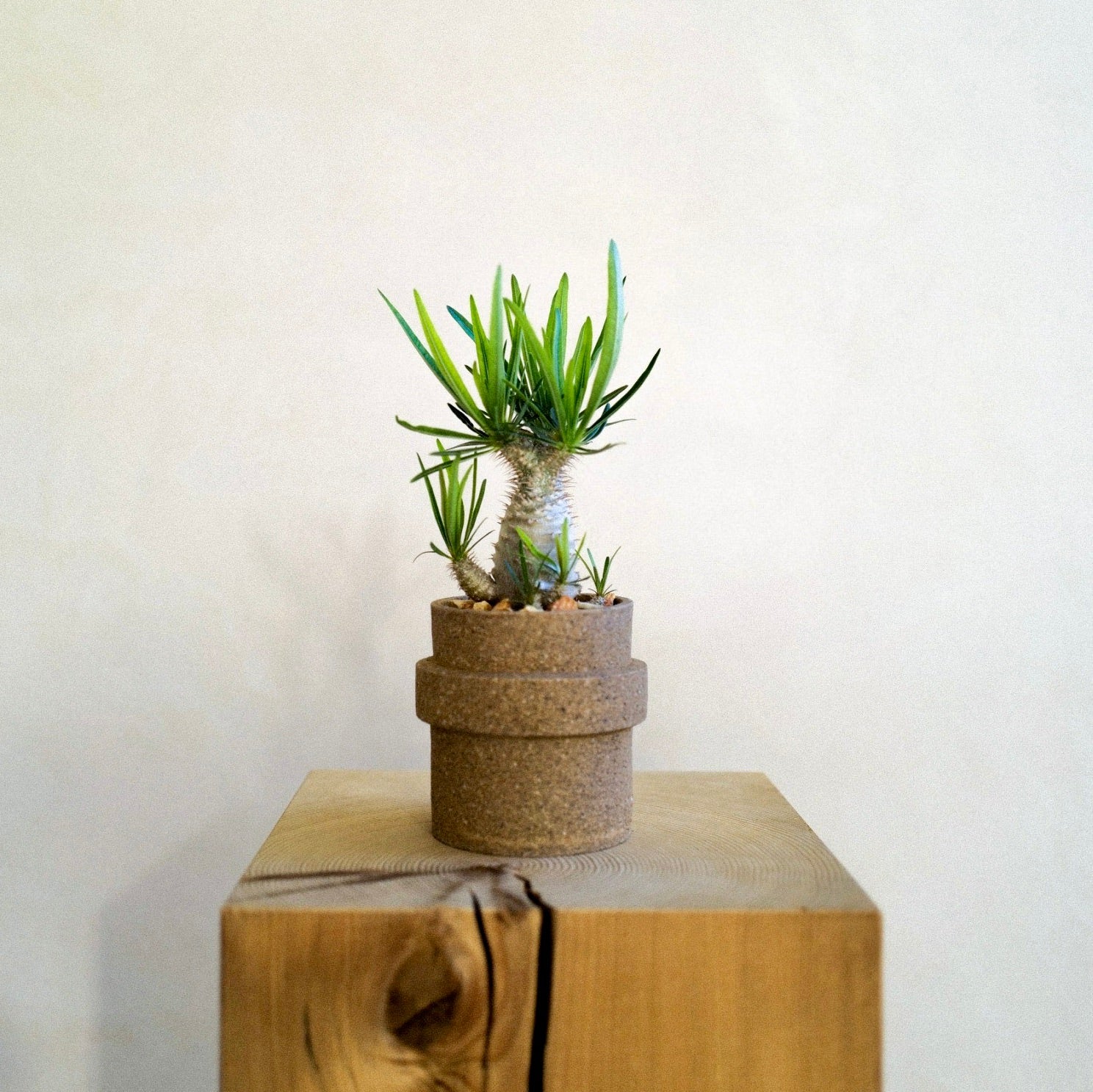 ICHI GALLERY × KAKUSEN-EN ORIGINAL POT 凸凹 (イチギャラリー × 鶴仙園 オリジナルポット DECOBOCO) | 植木鉢 多肉植物 サボテン 限定