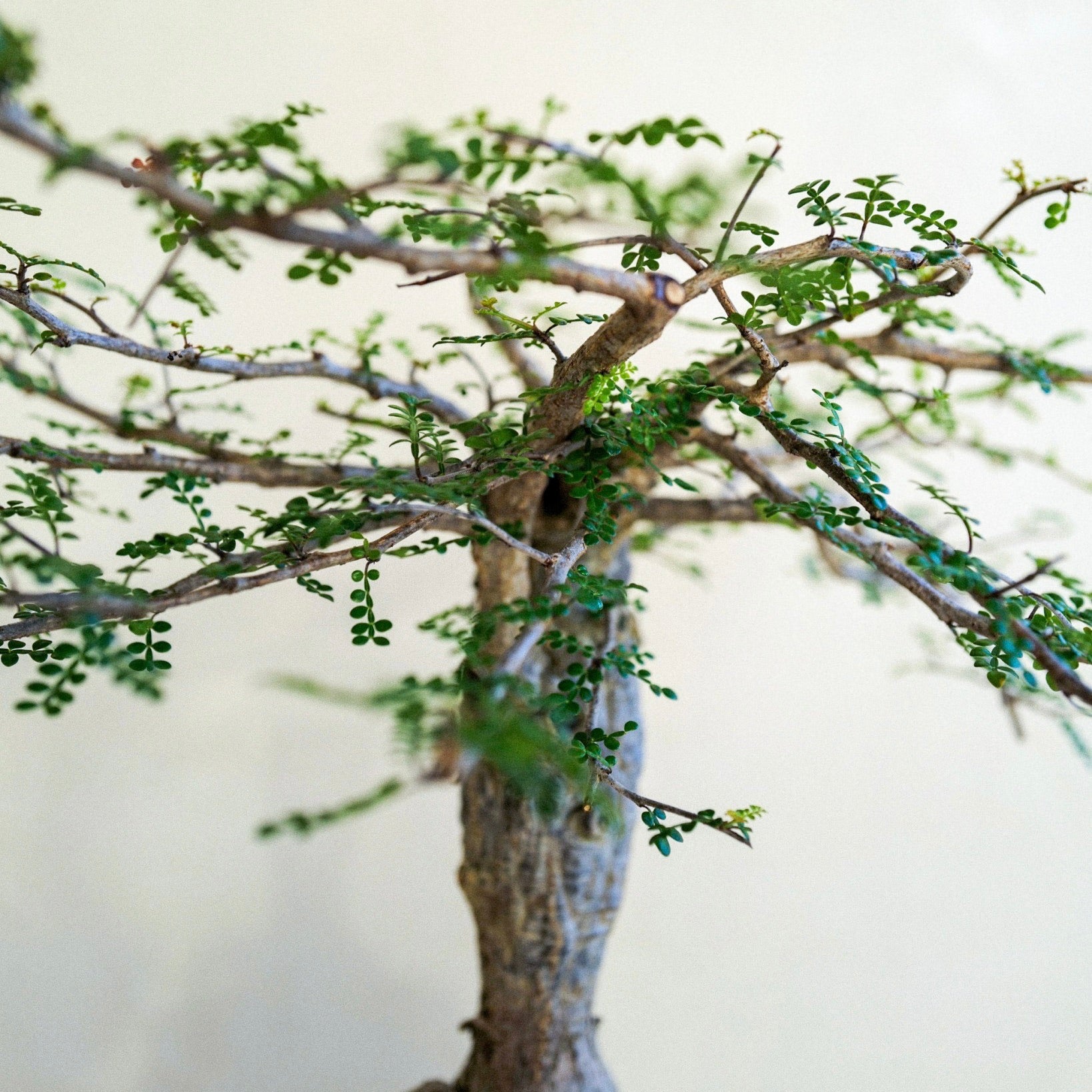 ICHI GALLERY × KAKUSEN-EN ORIGINAL POT 凸凹 (イチギャラリー × 鶴仙園 オリジナルポット DECOBOCO) | 植木鉢 多肉植物 サボテン 限定