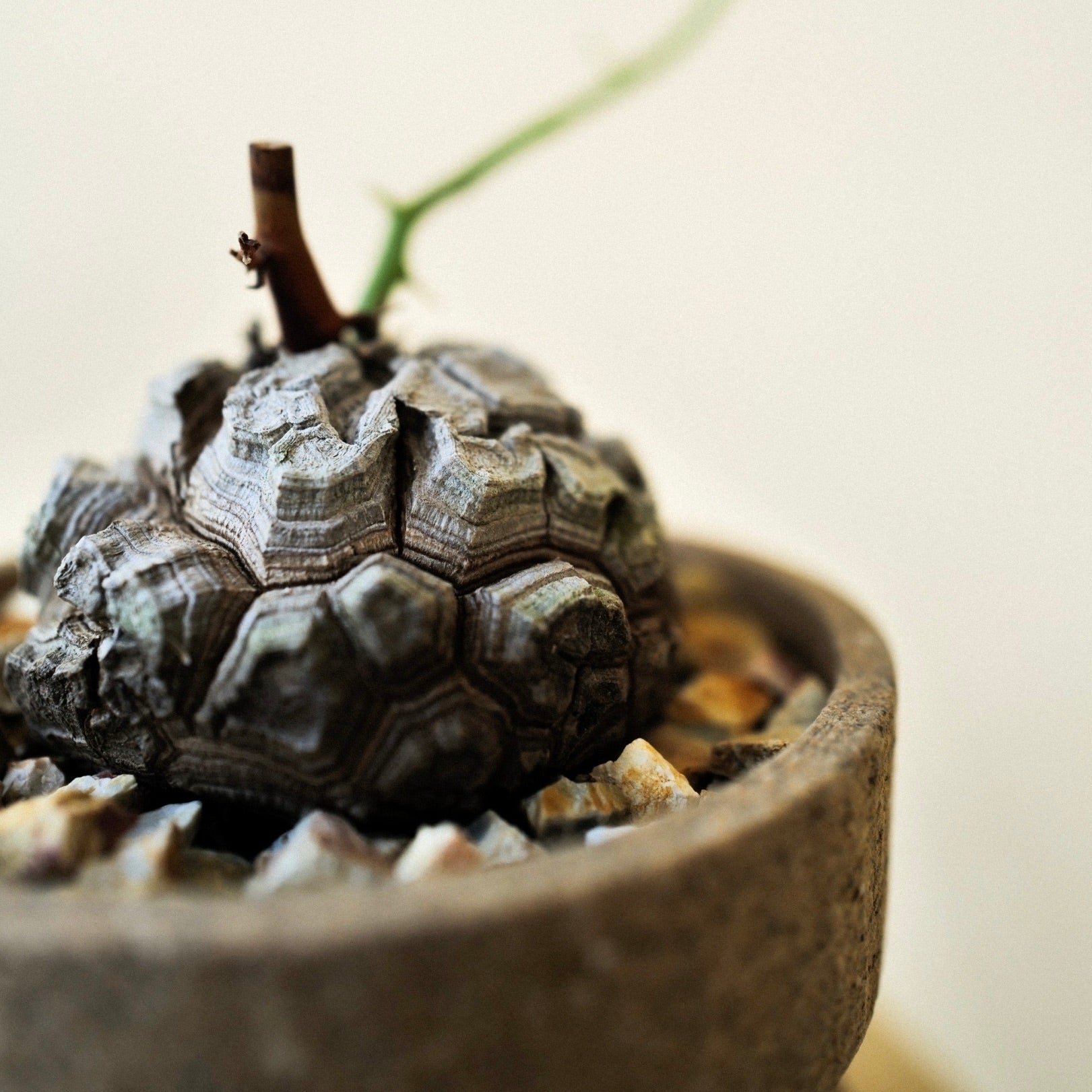 ICHI GALLERY × KAKUSEN-EN ORIGINAL POT 凸凹 (イチギャラリー × 鶴仙園 オリジナルポット DECOBOCO) | 植木鉢 多肉植物 サボテン 限定