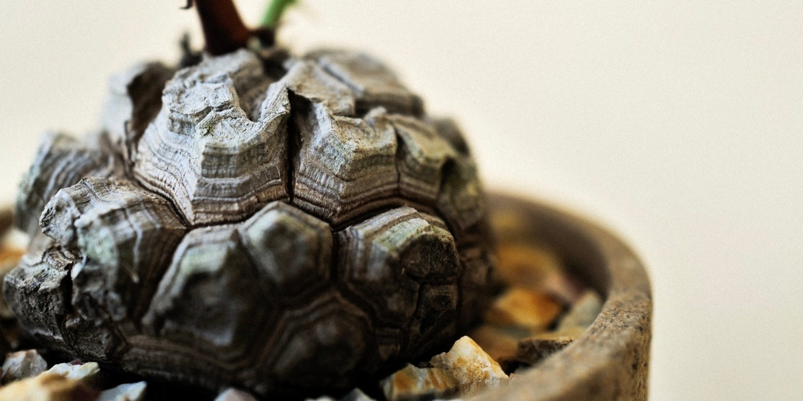 ICHI GALLERY × KAKUSEN-EN ORIGINAL POT 凸凹 (イチギャラリー × 鶴仙園 オリジナルポット DECOBOCO) | 植木鉢 多肉植物 サボテン 限定